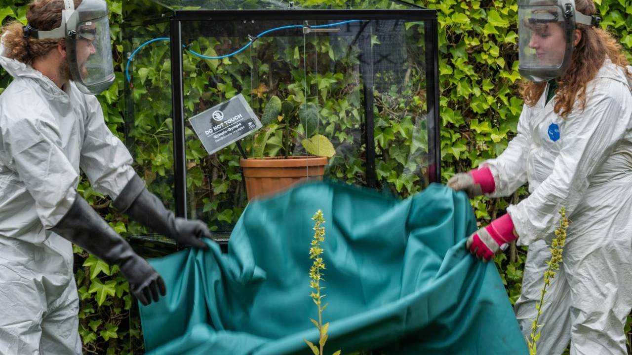 Gympie Gympie Suicide Plant World Most Painful Plant Toxic Sting Effects Australia 2026