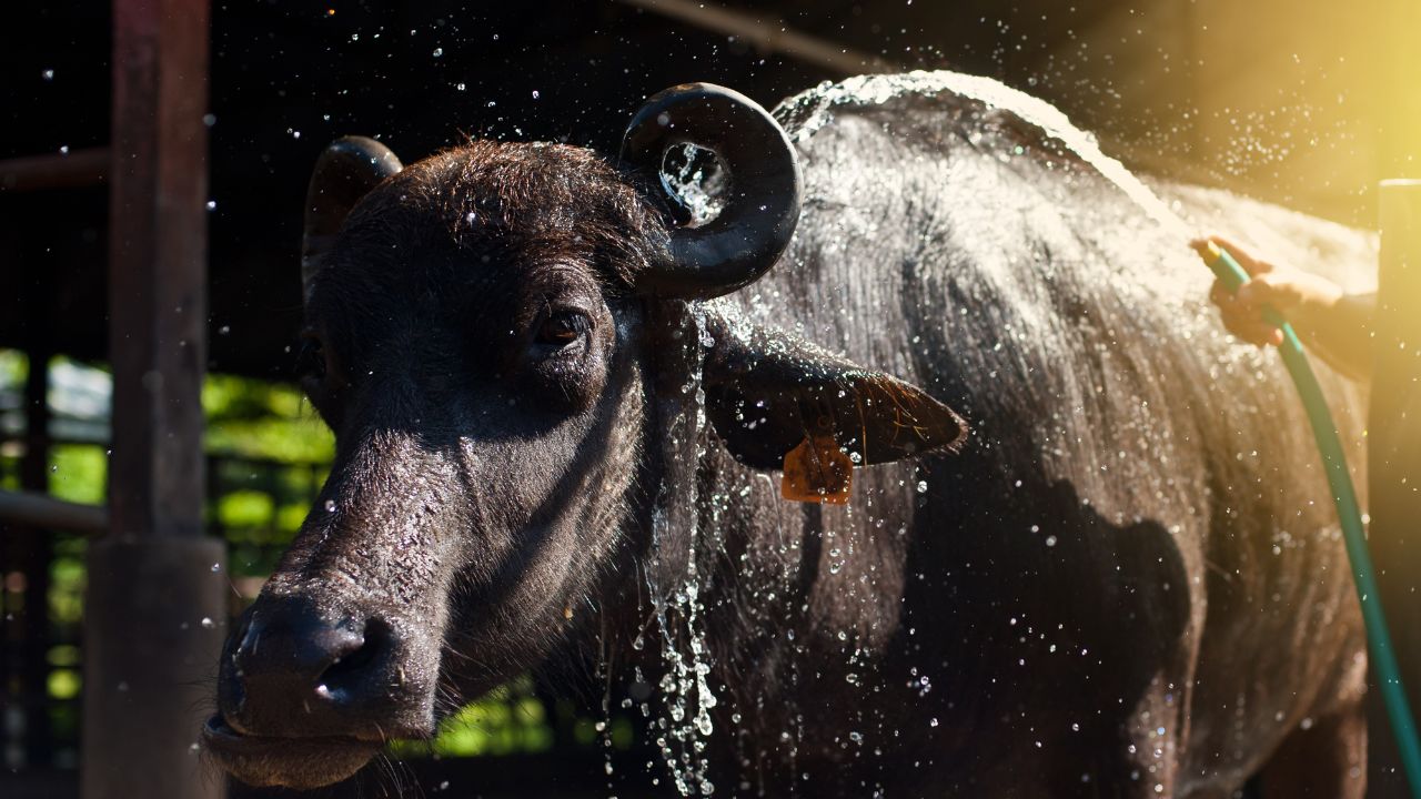 Animal Husbandry Heat Stress Management In Buffaloes Tips To Increase Milk Production In Dairy Animals