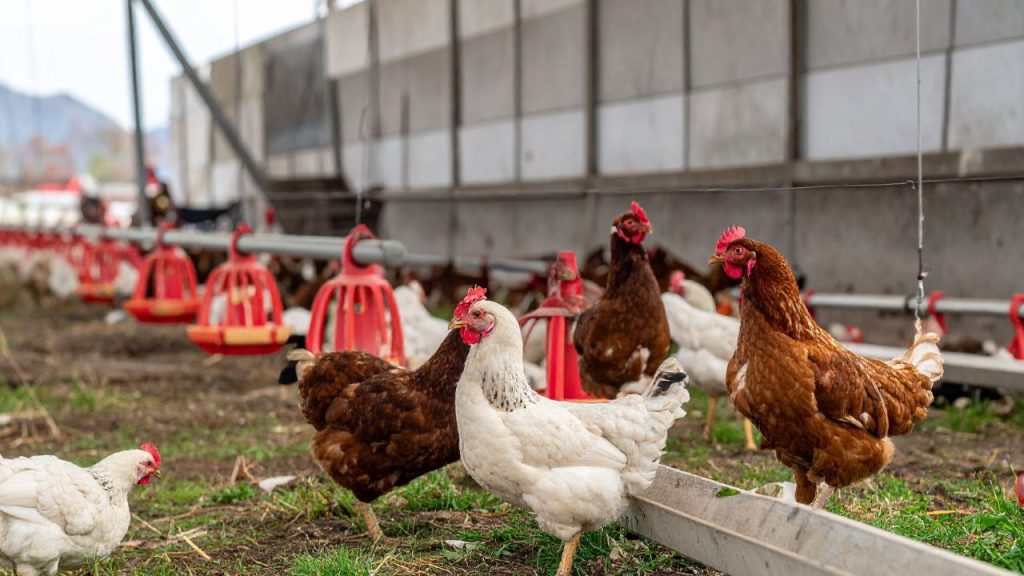 पशुपालन विभाग के अनुसार, गर्मियों में पक्षियों को सामान्य से ज्यादा पानी की आवश्यकता होती है ताकि उनका शरीर तापमान संतुलित रह सके. अगर पर्याप्त और साफ पानी न मिले, तो उनकी सेहत तेजी से बिगड़ सकती है और डिहाइड्रेशन का खतरा बढ़ जाता है.