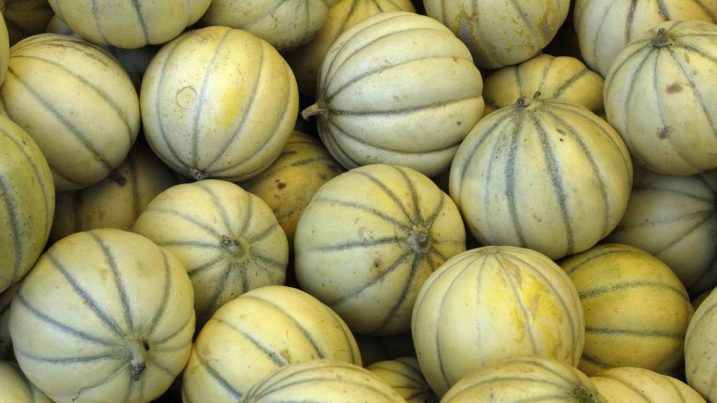 खरबूजा सिर्फ स्वाद ही नहीं, सेहत के लिए भी फायदेमंद है. इसमें फाइबर, विटामिन A, C और पोटैशियम जैसे जरूरी पोषक तत्व होते हैं, जो पाचन, त्वचा और दिल की सेहत को बेहतर बनाते हैं.