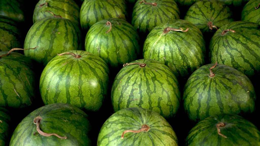 तरबूज खरीदते समय उसे हल्के हाथ से थपथपाना एक पुराना लेकिन असरदार तरीका है. अगर थपथपाने पर अंदर से खाली और गूंजदार आवाज सुनाई दे, तो यह संकेत है कि तरबूज पूरी तरह पका और रसदार है. वहीं अगर आवाज भारी या दबाव वाली लगे, तो समझ लें कि तरबूज अभी कच्चा है या उसमें मिठास कम हो सकती है.