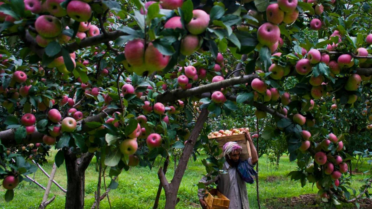 Kashmir Horticulture Challenges Niti Aayog Report Traditional Orchards Weak Markets Farmers Income
