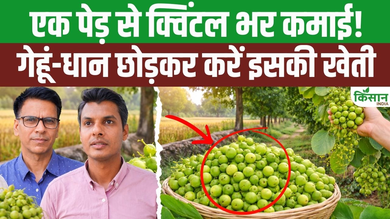 Farmers Abandoning Wheat And Paddy And Adopting Lasoda Trees New Way Producing Quintals One Tree And Earning Huge Profits Opened Up