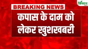 कपास के दाम में जोरदार उछाल, बाजार में तेजी, कैंडी रेट 6000 रुपये तक पहुंचा कपास के दाम में जोरदार उछाल, बाजार में तेजी, कैंडी रेट 6000 रुपये तक पहुंचा