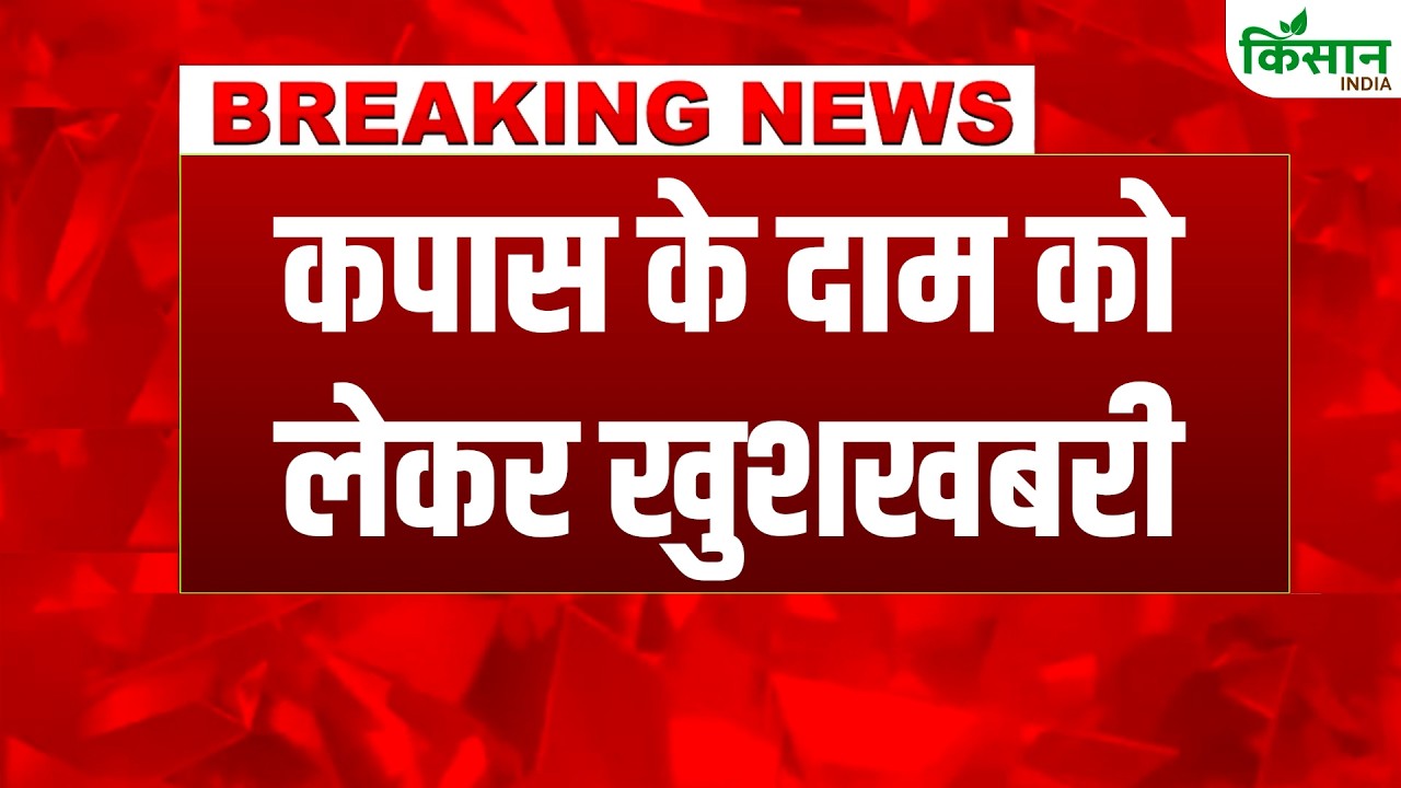 Cotton Prices Surge Market Booms Candy Rates Reach 6000 Farmers Rejoice