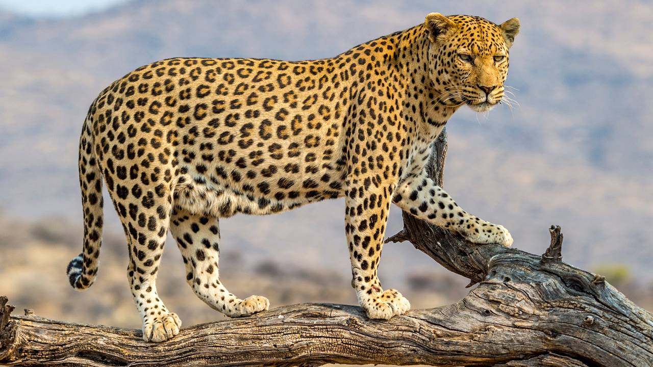 Madhya Pradesh Leopard Deaths 149 Road Accidents Poaching Human Wildlife Conflict 2026