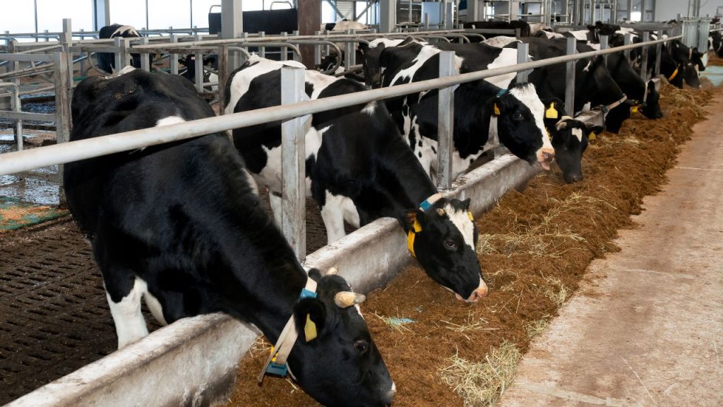 इस मौसम में पशुओं में हीट स्ट्रोक (लू लगना), डिहाइड्रेशन (पानी की कमी) और ब्लोट (पेट फूलना) जैसी समस्याएं आम हो जाती हैं. हीट स्ट्रोक की स्थिति में पशु को तेज बुखार, हांफना और आंखों का लाल होना जैसे लक्षण दिखाई देते हैं, जो गंभीर स्थिति का संकेत हैं. इस मौसम में पशुओं में हीट स्ट्रोक (लू लगना), डिहाइड्रेशन (पानी की कमी) और ब्लोट (पेट फूलना) जैसी समस्याएं आम हो जाती हैं. हीट स्ट्रोक की स्थिति में पशु को तेज बुखार, हांफना और आंखों का लाल होना जैसे लक्षण दिखाई देते हैं, जो गंभीर स्थिति का संकेत हैं.