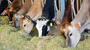 Dairy Farming: मौसम बदलते ही दुधारू पशु पड़े बीमार? तुरंत अपनाएं एक्सपर्ट के बताए ये 6 जबरदस्त तरीके