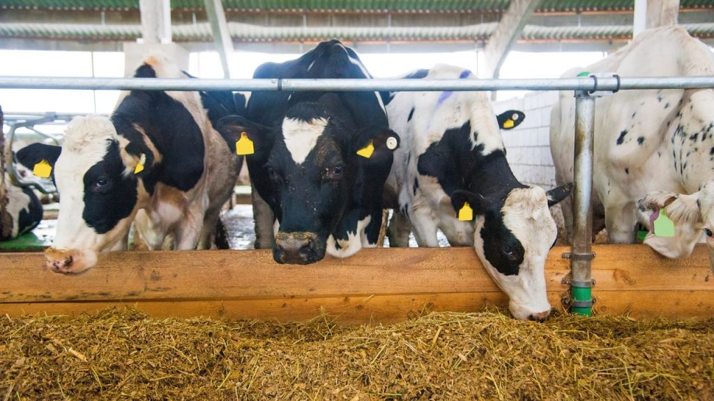 अगर पशु में हीट स्ट्रोक के लक्षण दिखें, तो उसे तुरंत छायादार और ठंडी जगह पर ले जाएं. उसके शरीर पर ठंडा पानी डालें, पर्याप्त साफ पानी पिलाएं और बिना देरी किए पशु चिकित्सक से संपर्क करें, ताकि समय पर इलाज मिल सके. अगर पशु में हीट स्ट्रोक के लक्षण दिखें, तो उसे तुरंत छायादार और ठंडी जगह पर ले जाएं. उसके शरीर पर ठंडा पानी डालें, पर्याप्त साफ पानी पिलाएं और बिना देरी किए पशु चिकित्सक से संपर्क करें, ताकि समय पर इलाज मिल सके.