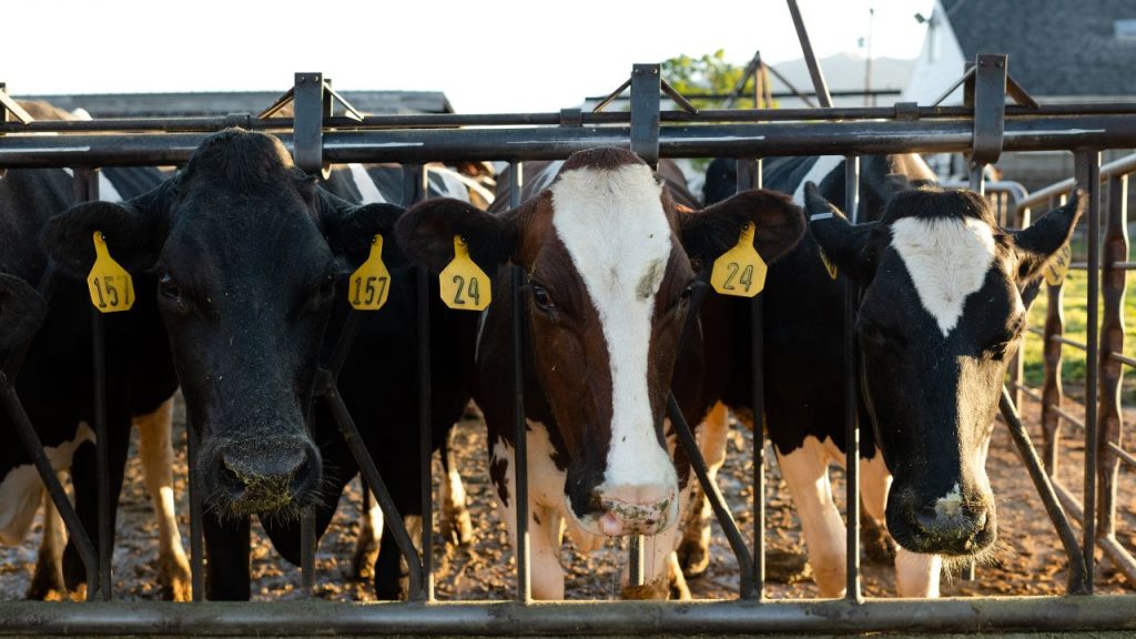 पशुपालन में नहीं हो रहा मुनाफा? पशुपालन विभाग ने बताए 5 ऐसे सीक्रेट नियम, अपनाते ही बढ़ेगी कमाई!