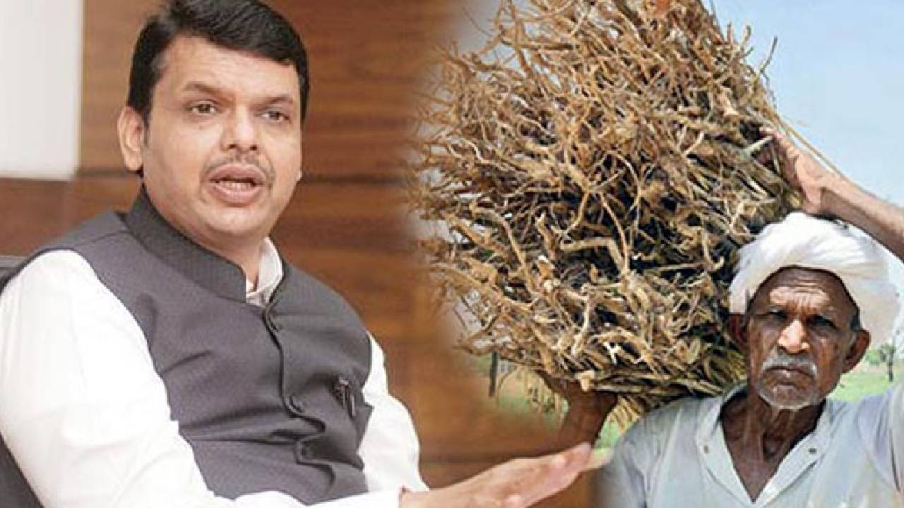 Maharashtra Agriculture Governance Reforms New Officers Quality Control Insecticides Act 1968 Farm Sector Strengthening