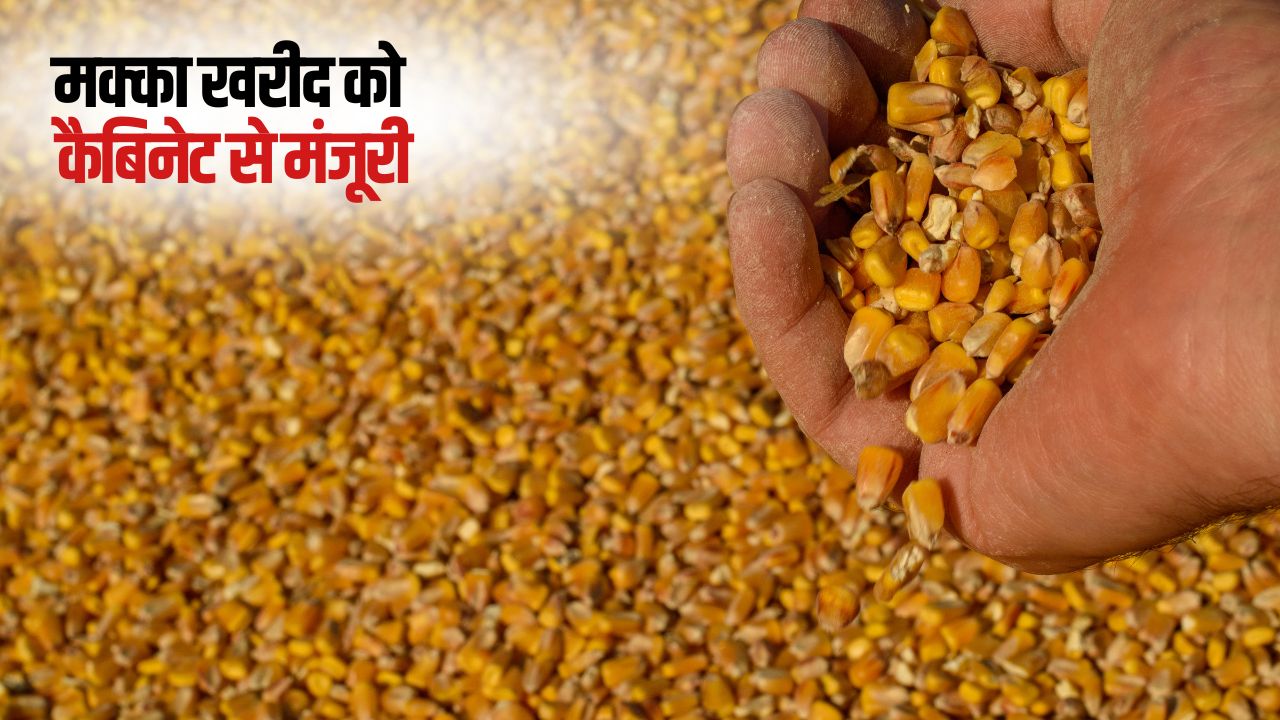 Maize Will Be Procured At Msp In Telangana Costing Rs 4173 Crore