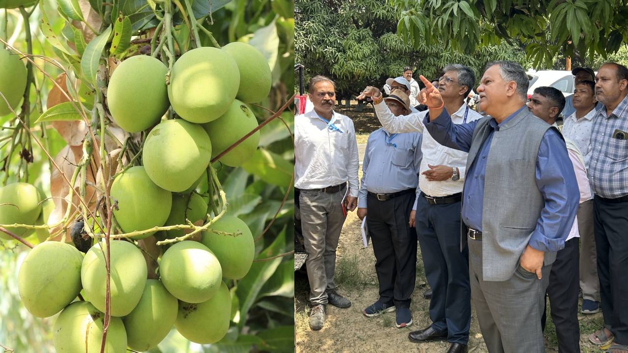 Imported Mango Tree Pruner Demonstration Icar Cish Lucknow Canopy Management India Mango Farming Technology