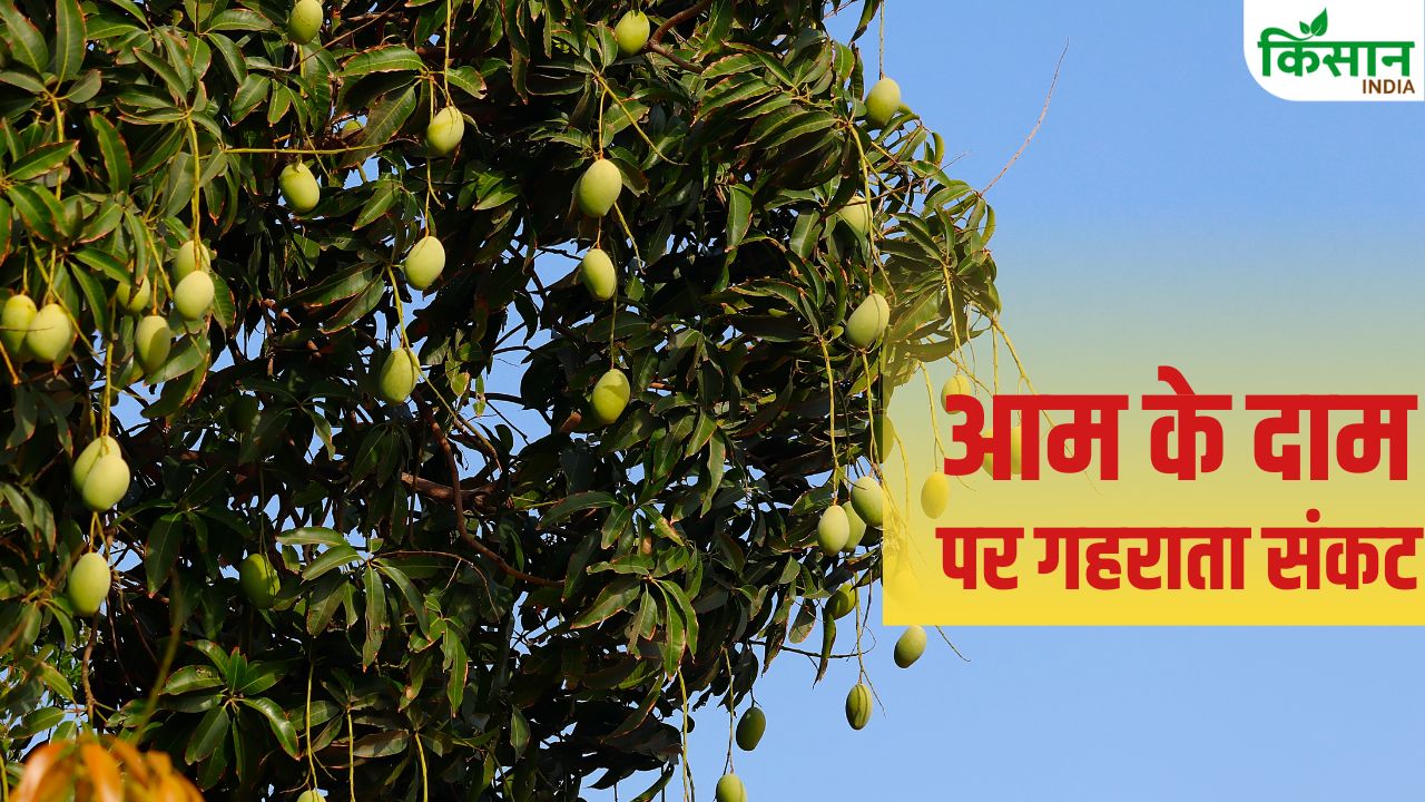 Iran Israel War Impacts Mango Exports Uttar Pradesh Mango Farmers