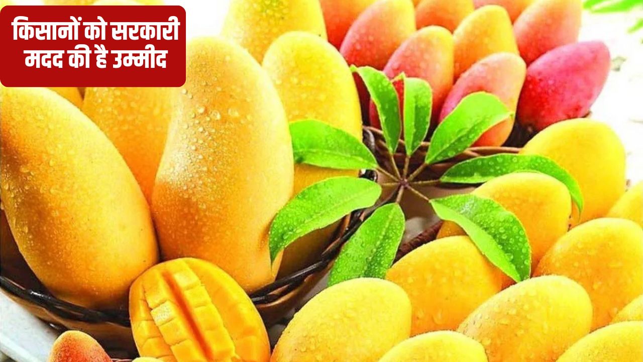Iran Israel War Impacts Mango Exports Prices Fall Sharply Tamil Nadu Mango Farmer