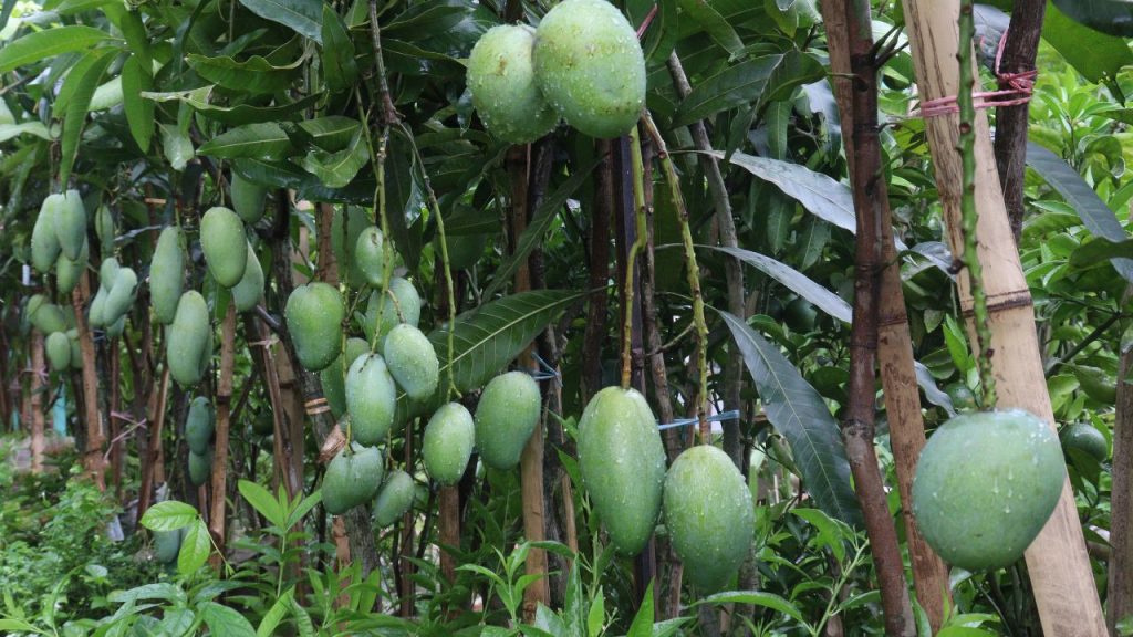 मिट्टी में नमी का असंतुलन, कैल्शियम और बोरॉन की कमी, तथा अत्यधिक नाइट्रोजन उर्वरकों का प्रयोग फल की मजबूती को कमजोर करता है और फल फटने की संभावना बढ़ा देता है. मिट्टी में नमी का असंतुलन, कैल्शियम और बोरॉन की कमी, तथा अत्यधिक नाइट्रोजन उर्वरकों का प्रयोग फल की मजबूती को कमजोर करता है और फल फटने की संभावना बढ़ा देता है.