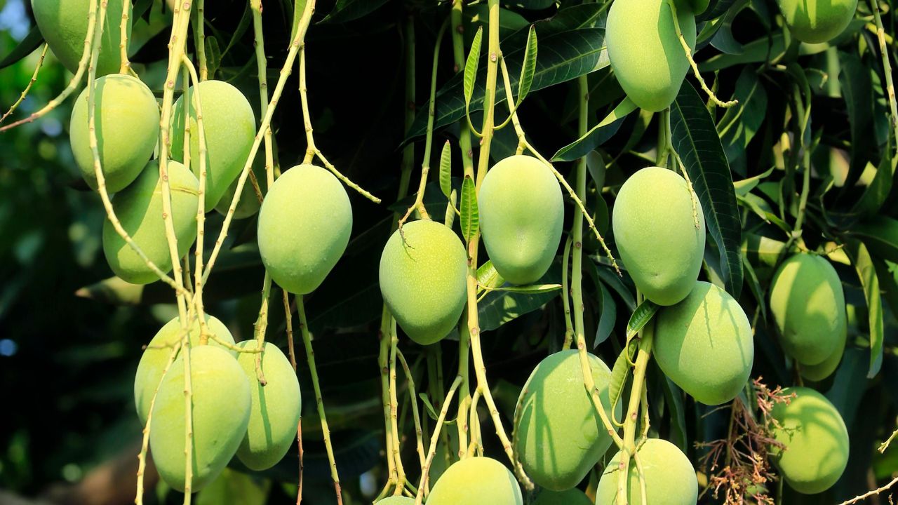Mango Prices Suddenly Rise Reaching Rs 6000 Per Quintal Common Latest Rates