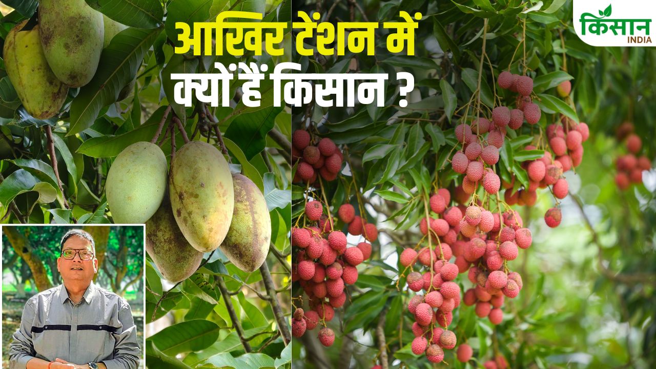 Know Home Remedies To Protect Mango And Litchi From The Heat Bihar Horticulture Farmers