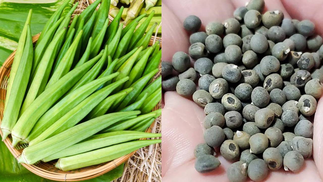 Israel Approves Indian Okra Seed Import Virus Free Certification Agri Export Opportunity India Israel Trade