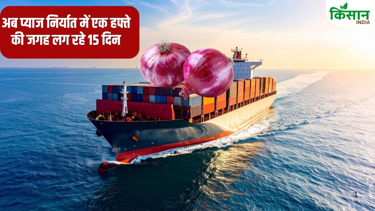 Onion Market Rates 300 Rupees Per Quintal In Maharashtra 150 Containers Onions Headed For Gulf Countries