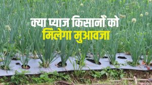 क्या मार्केट में बिक रहे प्याज के नकली बीज? फसल में नहीं बन रहे कंद.. किसानों को नुकसान