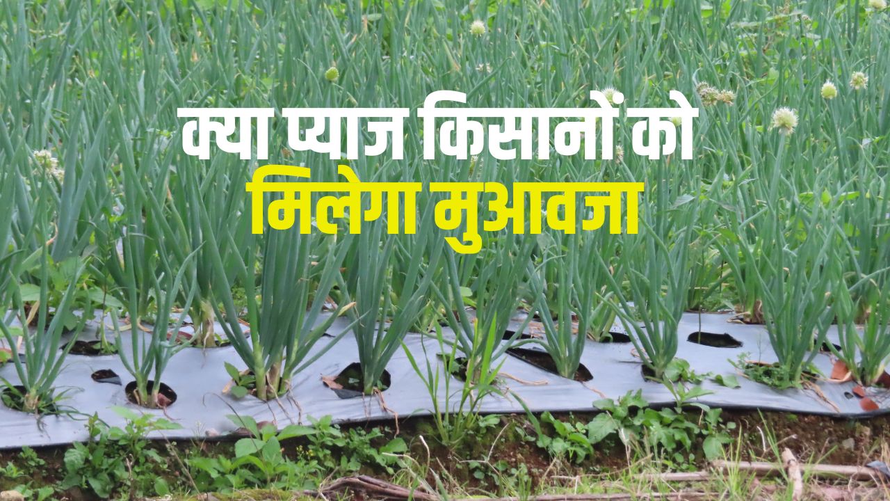 Onion Crops Damaged Onion Fake Seeds Tiruppur District Of Tamil Nadu