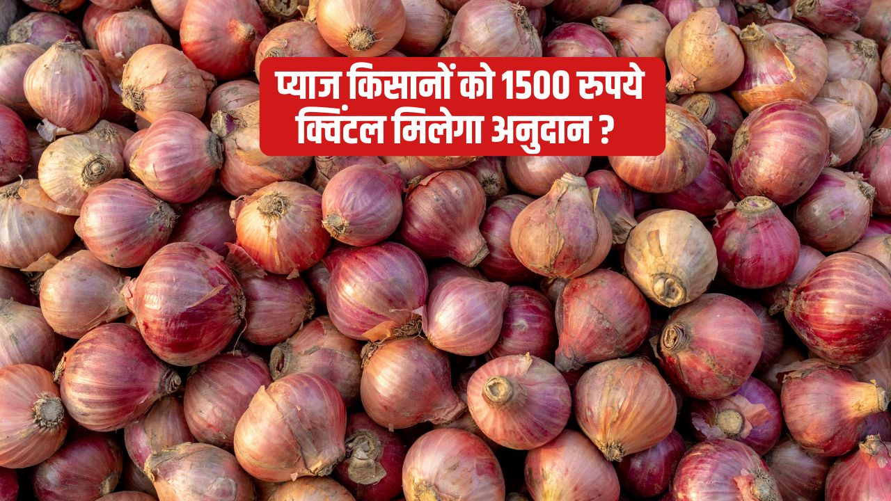 Mandi Bhav Lasalgaon Agricultural Produce Market Committee Onion Price Fall