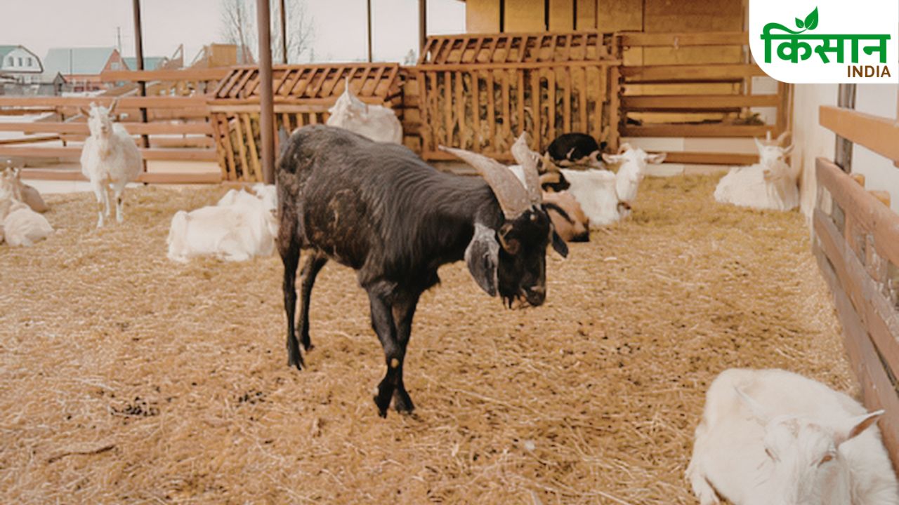 Goat Farming Summer Heat Stress Prevention Tips Expert Advice