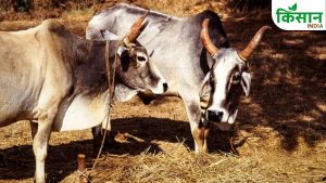 UP सरकार ने शुरू की श्वेत समृद्धि योजना, किसानों को दी जाएंगी बेहतर नस्ल की गायें