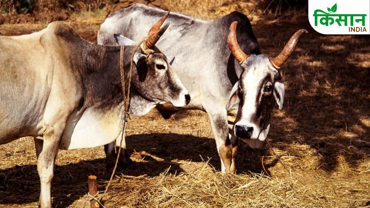 Uttar Pradesh Shwet Samriddhi Yojana 28 Days Pregnancy Test Good Breed Cows Farmers Benefit