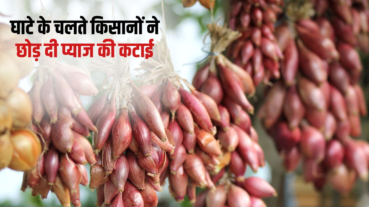 Onion Prices Fall Bangalore Rose Prices Fall Onion Procurement