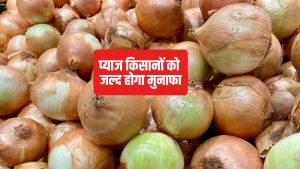 लासलगांव मंडी में 500 रुपये क्विंटल प्याज, क्यों आ रही कीमतों में गिरावट.. हो गया खुलासा