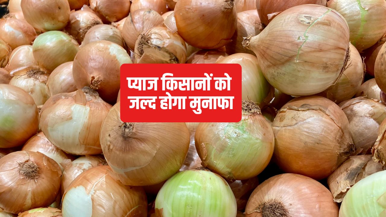 Onion Price Fall Mandi Rate Lasalgaon Mandi Onion Rate Maharashtra News