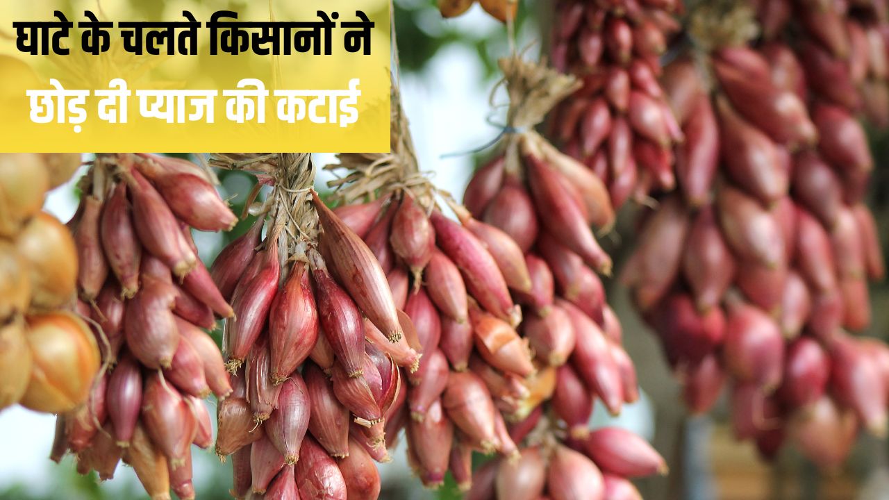 Onion Prices Fall Bangalore Rose Prices Fall Onion Procurement