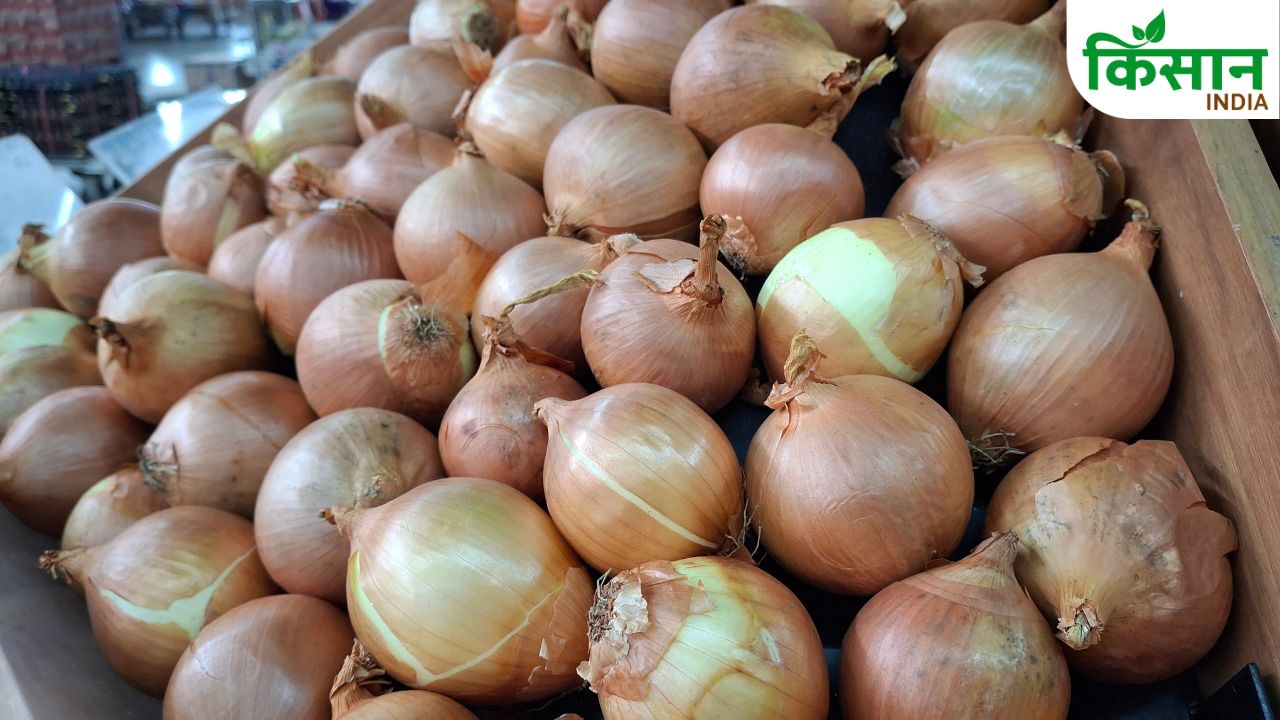 Mandi Rate Onion Prices Have Become Cheaper By 50 Percent Prices Falling