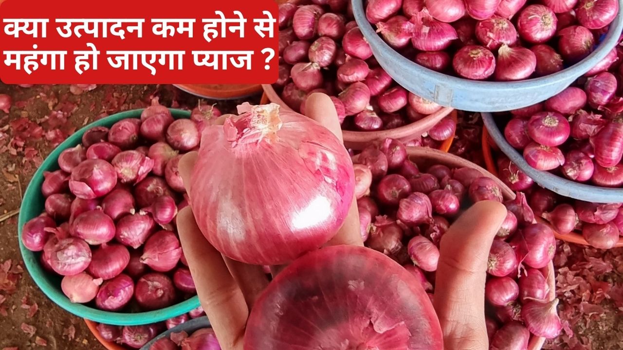 Maharashtra Nashik Onion Farming Summer Onion Production Is Expected To Decline Significantly