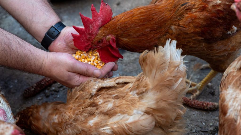 गर्मियों में दिन के सबसे गर्म समय में भोजन देना पक्षियों के लिए नुकसानदायक हो सकता है. इसलिए उन्हें हमेशा सुबह जल्दी या शाम के ठंडे समय में ही चारा देना चाहिए, जब वातावरण का तापमान कम होता है और तनाव का खतरा घट जाता है.