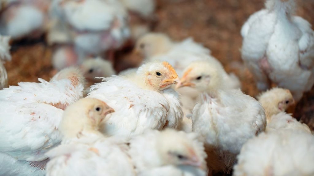 सही समय पर दाना देने से पक्षियों का शरीर तापमान नियंत्रित रहता है और पाचन प्रक्रिया बेहतर होती है. इससे उनका तनाव कम होता है और अंडा उत्पादन व विकास पर सकारात्मक असर देखने को मिलता है, जिससे पूरा फ्लॉक स्वस्थ रहता है.