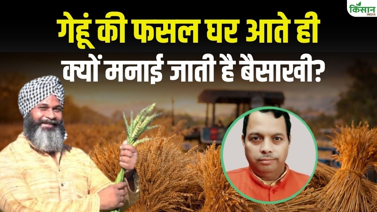 Baisakhi Celebrated Soon As Wheat Harvest Arrives Home Learn Why This Day Brings Joy And Hope Farmers