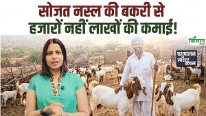 एक बकरी से लाखों की कमाई, सोजत नस्ल की बढ़ती मांग ने पशुपालकों के लिए खोल दिए कमाई के नए रास्ते