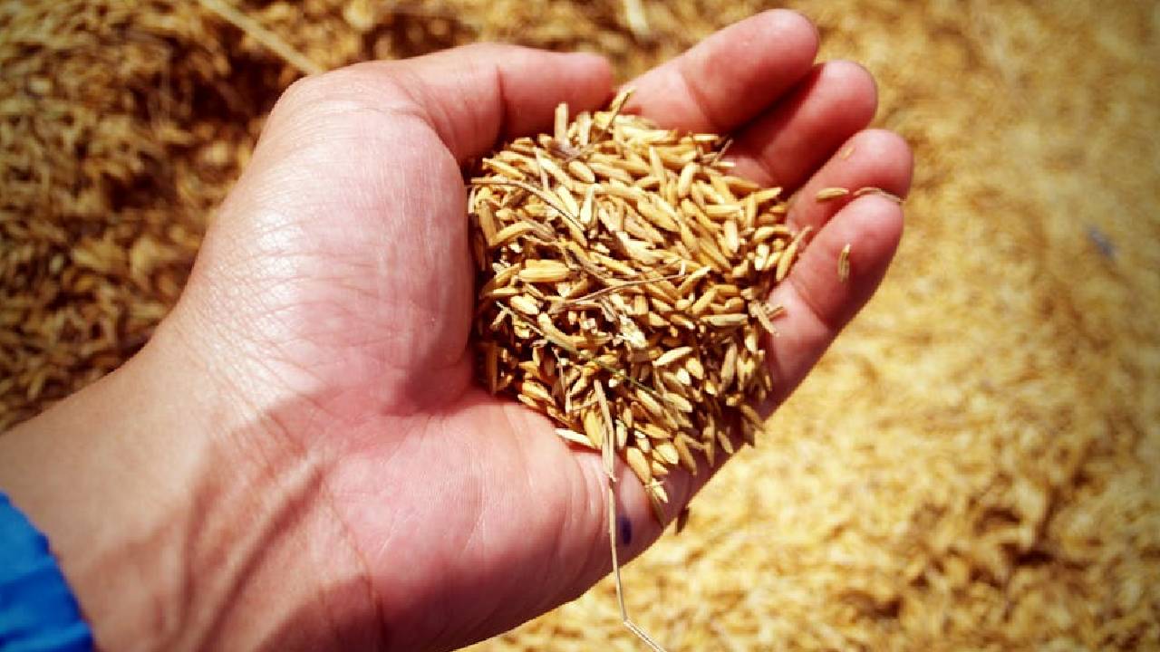 Up Basmati Seed Fair April 23 Certified Varieties Farmers High Yield Rice Seeds 2026