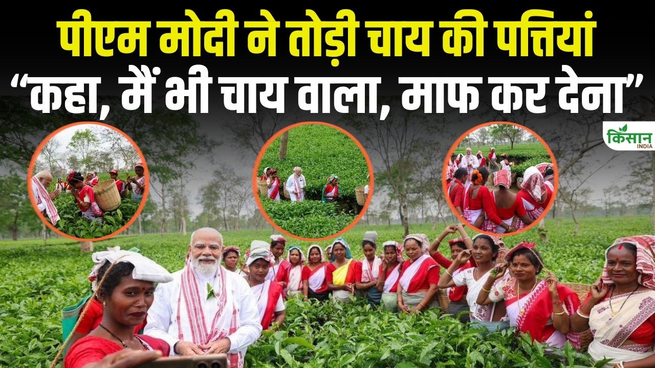 PM मोदी की असम चाय बागान में शानदार एंट्री… बोले मैं चाय वाला हूं, अंदाज ने जीता लोगों का दिल