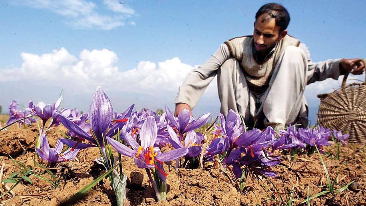 Kashmir Saffron Farmers Porcupine Attacks Climate Change Impact Declining Yield Pampore India