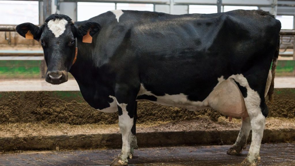 गर्मी में पशुओं को हमेशा छांव में रखें, शेड में हवा का अच्छा इंतजाम करें और दिनभर ठंडा व साफ पानी उपलब्ध कराएं. उन्हें हल्का और सुपाच्य आहार दें. साथ ही मृत पशुओं का सही निस्तारण करें, ताकि संक्रमण फैलने से रोका जा सके और बाकी पशु सुरक्षित रहें. गर्मी में पशुओं को हमेशा छांव में रखें, शेड में हवा का अच्छा इंतजाम करें और दिनभर ठंडा व साफ पानी उपलब्ध कराएं. उन्हें हल्का और सुपाच्य आहार दें. साथ ही मृत पशुओं का सही निस्तारण करें, ताकि संक्रमण फैलने से रोका जा सके और बाकी पशु सुरक्षित रहें.