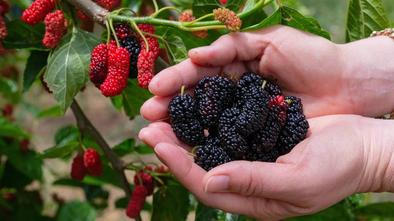 Kashmir Mulberry Trees Disappearing Silk Industry Loss 20000 Crore Rural Economy Crisis