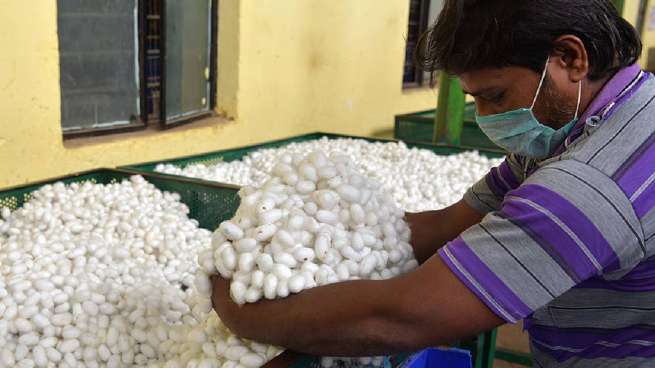 Telangana Tribal Livelihood Tasar Silkworm Ban Pranahita Wildlife Sanctuary Sericulture Impact