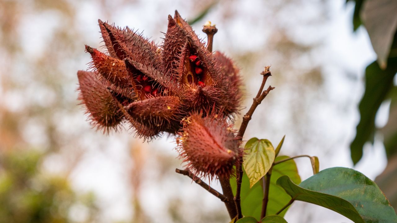 Sindoor Plant Vermilion Plants Farming In Madhya Pradesh Under Apni Medh Apna Ped Model Now Women Farmers Earning Crossed Rs 9 Lakhs