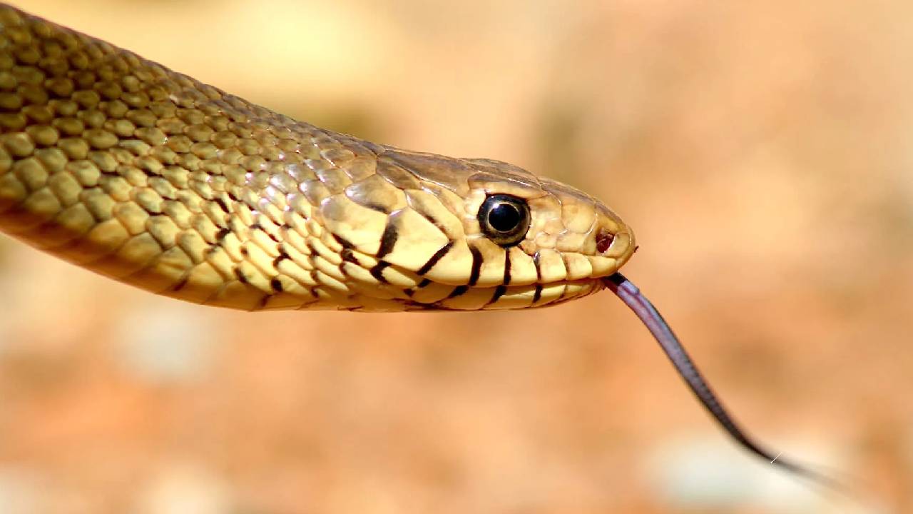 Dhaman Snake Farmers Friend Rat Snake Benefits Natural Pest Control Crop Protection Non Venomous India