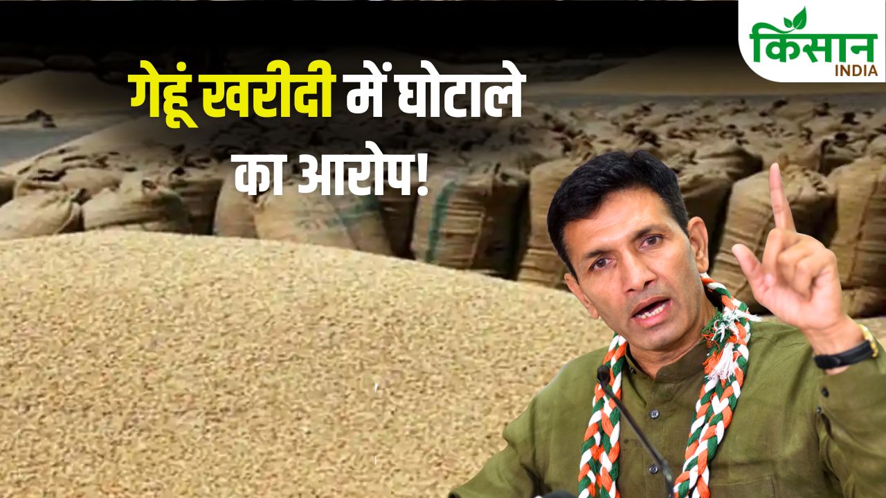 Mp Wheat Procurement Msp Promise System Failure Jitu Patwari Allegations Government Questions