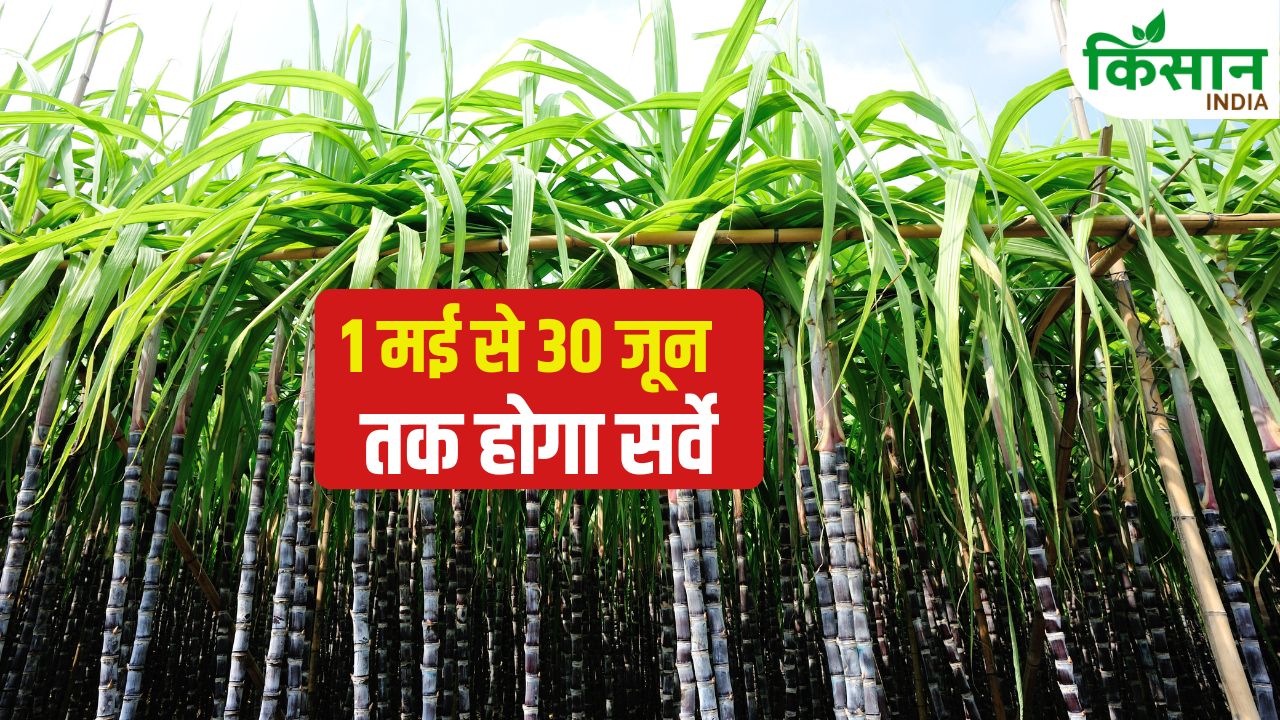 Yogi Government Big Decision Sugarcane Survey To Be Done Through Gps